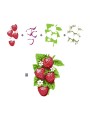 Layering Clear Stamp - Strawberries